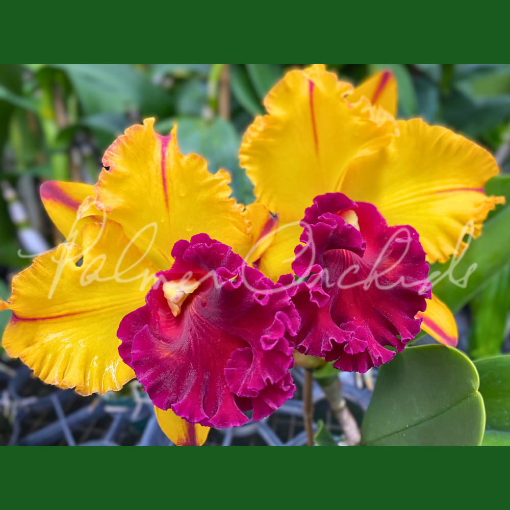 Rlc. Tainan Gold — Palmer Orchids